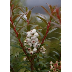 Nasiona Golteria Gaultheria hispida szt.3 PWxx111