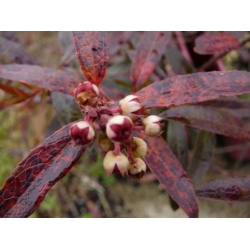 Nasiona Golteria Gaultheria hispida szt.3 PWxx111