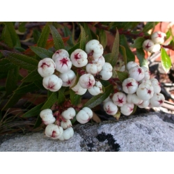 Nasiona Golteria Gaultheria hispida szt.3 PWxx111