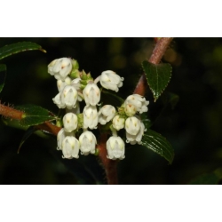 Nasiona Golteria Gaultheria hispida szt.3 PWxx111