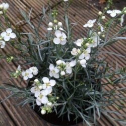 Nasiona Gompostigma rózgowata Gomphostigma szt.3 PWxx112