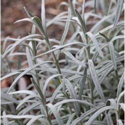 Nasiona Gompostigma rózgowata Gomphostigma szt.3 PWxx112
