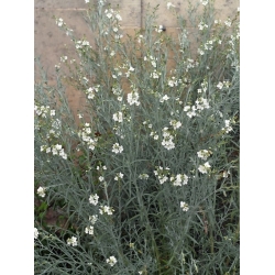 Nasiona Gompostigma rózgowata Gomphostigma szt.3 PWxx112