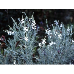 Nasiona Gompostigma rózgowata Gomphostigma szt.3 PWxx112