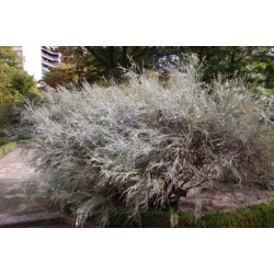 Nasiona Gompostigma rózgowata Gomphostigma szt.3 PWxx112