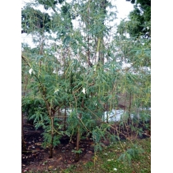 Nasiona Sesbania grandiflora Alba szt.3 PWxx195