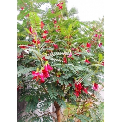 Nasiona Sesbania grandiflora Pink szt.3 PWxx196