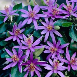 Nasiona Grewia occidentalis szt.3 PWxx113