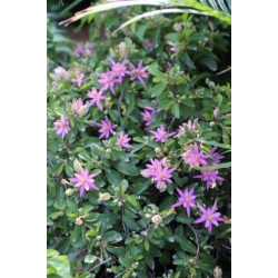 Nasiona Grewia occidentalis szt.3 PWxx113