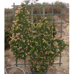 Nasiona Grewia occidentalis szt.3 PWxx113