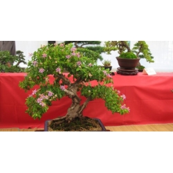 Nasiona Grewia occidentalis szt.3 PWxx113