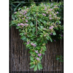 Nasiona Grewia occidentalis szt.3 PWxx113