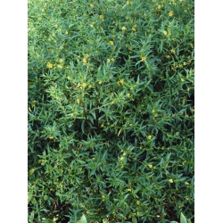 Nasiona Heimia salicifolia szt.3 PWxx114