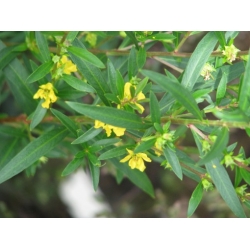 Nasiona Heimia salicifolia szt.3 PWxx114