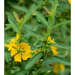 Nasiona Heimia salicifolia szt.3 PWxx114