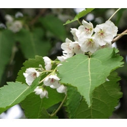 Nasiona Hoheria lyallii szt.3 PWxx117