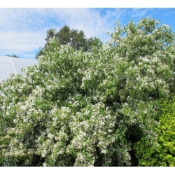 Nasiona Hoheria lyallii szt.3 PWxx117