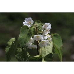 Nasiona Hoheria lyallii szt.3 PWxx117