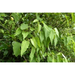 Nasiona Hoheria lyallii szt.3 PWxx117