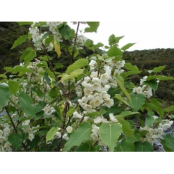 Nasiona Hoheria lyallii szt.3 PWxx117