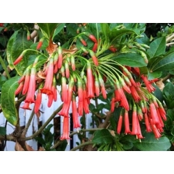 Nasiona Iochroma fuchsioides szt.3 PWxx126