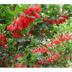 Nasiona Iochroma fuchsioides szt.3 PWxx126