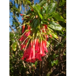 Nasiona Iochroma fuchsioides szt.3 PWxx126