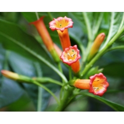 Nasiona Iochroma fuchsioides szt.3 PWxx126