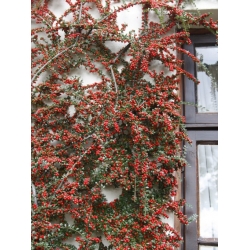 Nasiona Irga pozioma szt.3 PWxx74