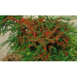 Nasiona Irga pozioma szt.3 PWxx74