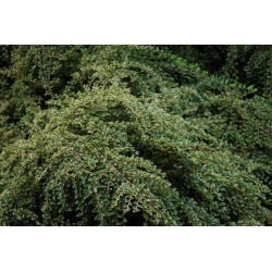 Nasiona Irga pozioma szt.3 PWxx74