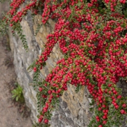 Nasiona Irga pozioma szt.3 PWxx74