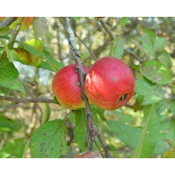 Nasiona Jabłoń niska malus pumila szt.3 PWxx147