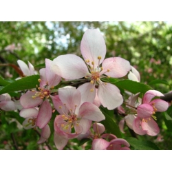 Nasiona Jabłoń niska malus pumila szt.3 PWxx147