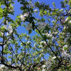 Nasiona Jabłoń niska malus pumila szt.3 PWxx147