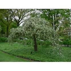 Nasiona Jabłoń niska malus pumila szt.3 PWxx147