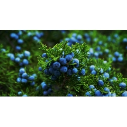 Nasiona Jałowiec pospolity Juniperus szt.3 PWxx128