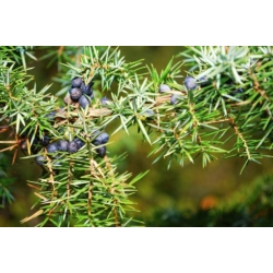 Nasiona Jałowiec pospolity Juniperus szt.3 PWxx128