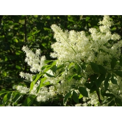 Nasiona Jesion siebolda fraxinus sieboldana szt.3 PWxx106