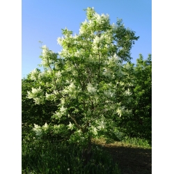 Nasiona Jesion siebolda fraxinus sieboldana szt.3 PWxx106