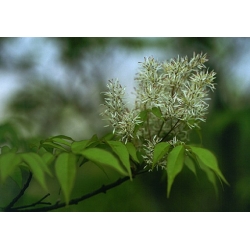 Nasiona Jesion siebolda fraxinus sieboldana szt.3 PWxx106