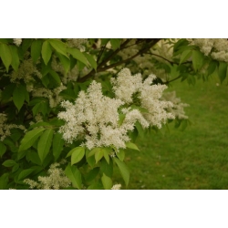 Nasiona Jesion siebolda fraxinus sieboldana szt.3 PWxx106