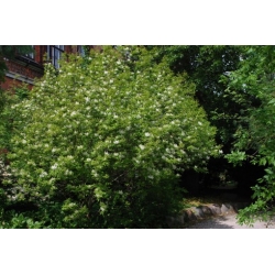 Nasiona Jesion siebolda fraxinus sieboldana szt.3 PWxx106