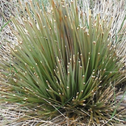 Nasiona Jeżyca subflabellata szt.2 PWxx7