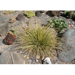 Nasiona Jeżyca subflabellata szt.2 PWxx7