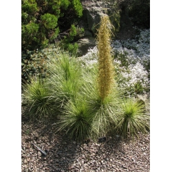 Nasiona Jeżyca złota acyfylla aurea szt.3 PWxx6