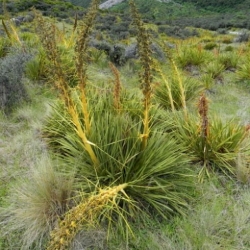 Nasiona Jeżyca złota acyfylla aurea szt.3 PWxx6