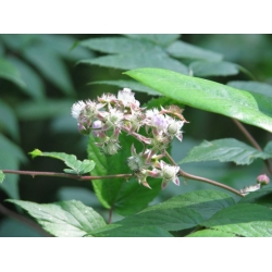 Nasiona Jeżyna białopędowa Rubus szt.3 PWxx187