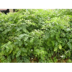 Nasiona Jeżyna białopędowa Rubus szt.3 PWxx187