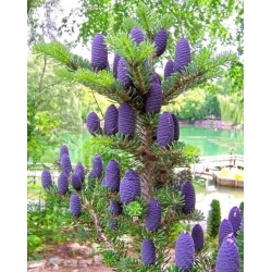 Nasiona Jodła koreańska szt.3 PWxx19